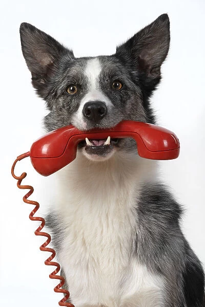13131413. DOG. Collie X breed, sitting with a phone in his mouth