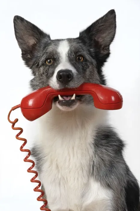 Framed Print : 13131413. DOG. Collie X breed, sitting with a phone in his mouth Framed Print : 13131413. DOG. Collie X breed, sitting with a phone in his mouth