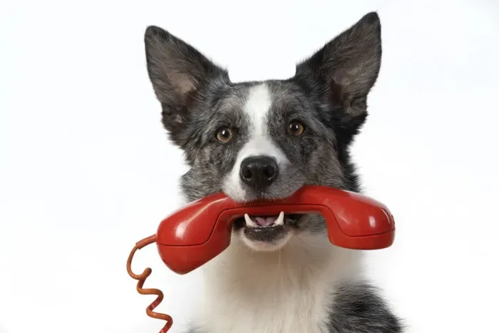 Framed Print : 13131414. DOG. Collie X breed, sitting with a phone in his mouth Framed Print : 13131414. DOG. Collie X breed, sitting with a phone in his mouth