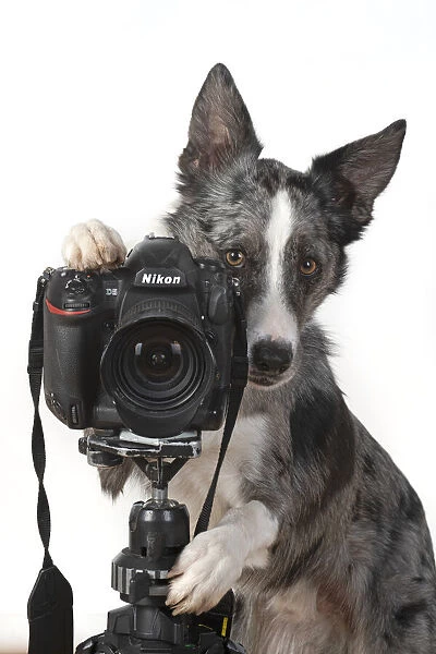 13131415. DOG. Collie X breed, sitting behind a camera