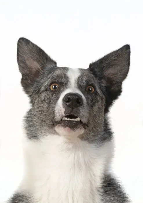 Framed Print : 13131416. DOG. Collie X breed, head and shoulders Framed Print : 13131416. DOG. Collie X breed, head and shoulders