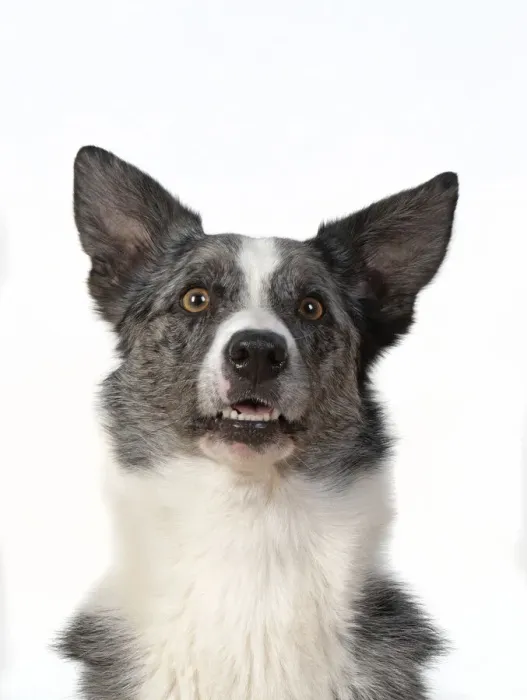 Framed Print : 13131417. DOG. Collie X breed, head and shoulders Framed Print : 13131417. DOG. Collie X breed, head and shoulders