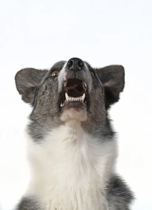 Framed Print : 13131418. DOG. Collie X breed, head and shoulders Framed Print : 13131418. DOG. Collie X breed, head and shoulders