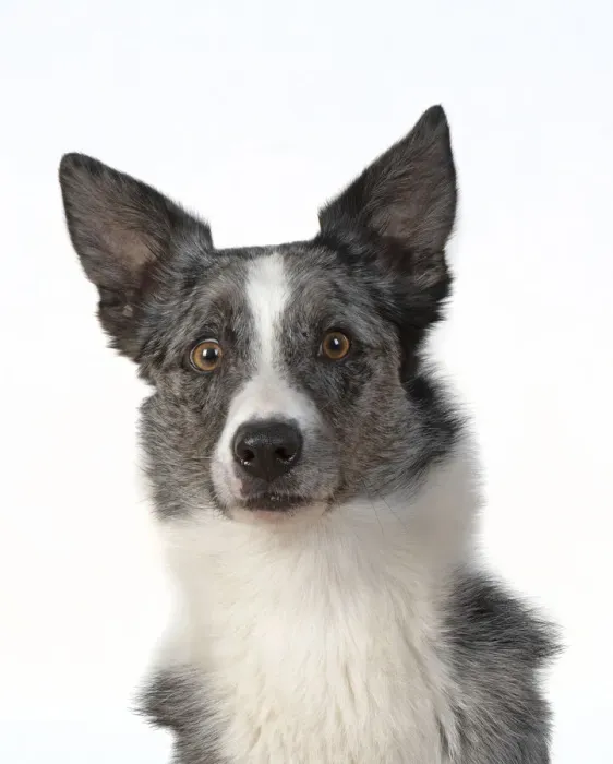 Framed Print : 13131419. DOG. Collie X breed, head and shoulders Framed Print : 13131419. DOG. Collie X breed, head and shoulders
