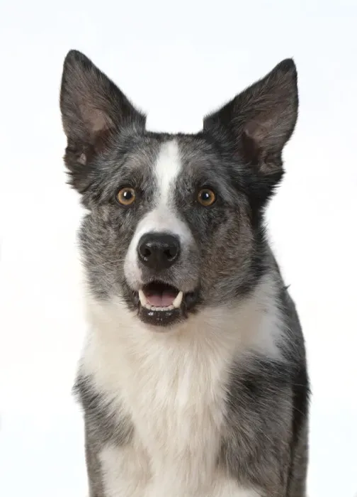 Framed Print : 13131420. DOG. Collie X breed, head and shoulders Framed Print : 13131420. DOG. Collie X breed, head and shoulders
