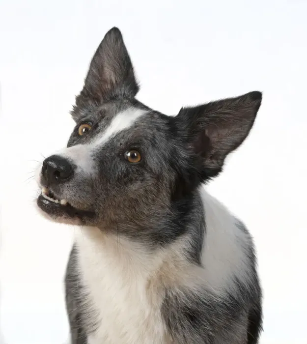 Framed Print : 13131421. DOG. Collie X breed, head and shoulders Framed Print : 13131421. DOG. Collie X breed, head and shoulders