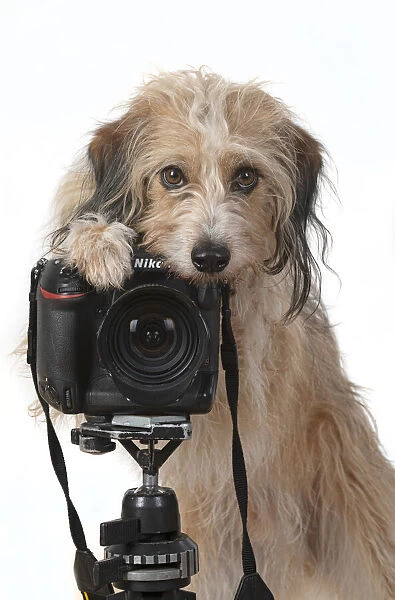 13131424. DOG. Cross breed, sitting behind a camera