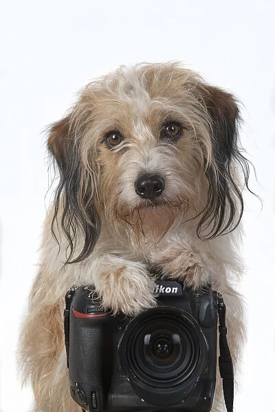 13131425. DOG. Cross breed, sitting behind a camera
