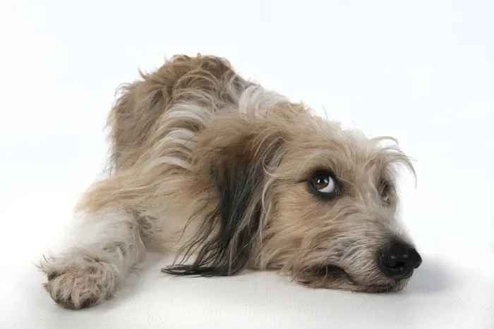 Framed Print : 13131428. DOG. laying, with eyes looking up. studio, white background Date
