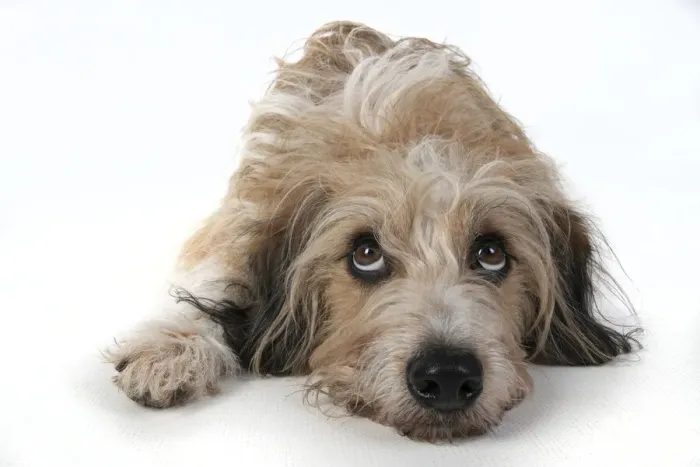 Framed Print : 13131430. DOG. laying, with eyes looking up. studio, white background Date Framed Print : 13131430. DOG. laying, with eyes looking up. studio, white background Date