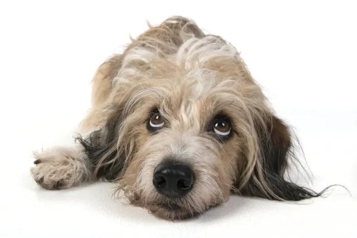 Framed Print : 13131431. DOG. laying, with eyes looking up. studio, white background Date Framed Print : 13131431. DOG. laying, with eyes looking up. studio, white background Date