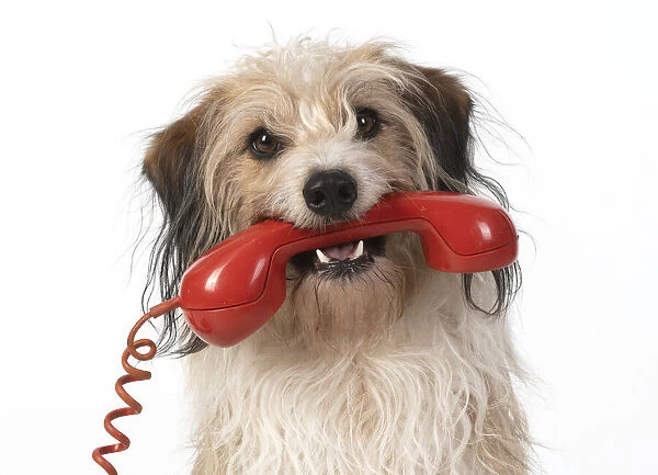 13131432. DOG, cross breed holding phone in its mouth, studio, white background Date
