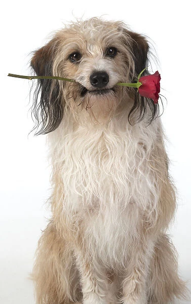 13131433. DOG, cross breed holding a red rose in its mouth, studio, white background Date