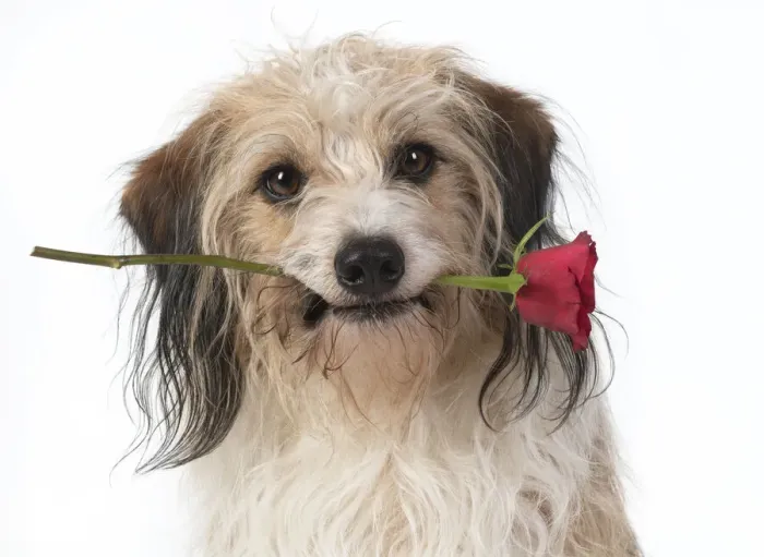 Framed Print : 13131434. DOG, cross breed holding a red rose in its mouth, studio, white background Date Framed Print : 13131434. DOG, cross breed holding a red rose in its mouth, studio, white background Date