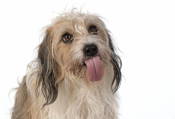 13131437. DOG. Cross breed, head & shoulders, tongue outstudio, white background Date