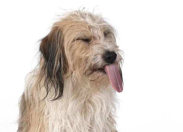 13131438. DOG. Cross breed, head & shoulders, tongue outstudio, white background Date