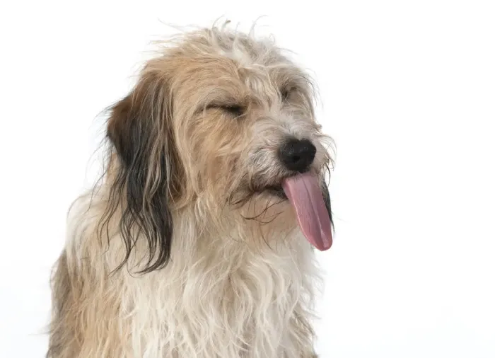 Framed Print : 13131438. DOG. Cross breed, head and shoulders, tongue outstudio, white background Date Framed Print : 13131438. DOG. Cross breed, head and shoulders, tongue outstudio, white background Date