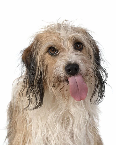 13131439. DOG. Cross breed, head & shoulders, tongue outstudio, white background Date