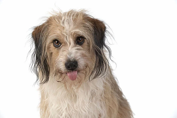 13131440. DOG. Cross breed, head & shoulders, tongue outstudio, white background Date