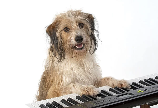 13131442. DOG. Cross breed, sitting at a piano, paws on keys, , white background Date