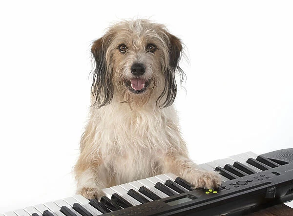 13131443. DOG. Cross breed, sitting at a piano, paws on keys, , white background Date