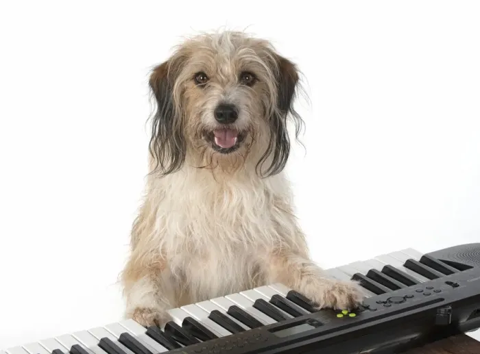 Framed Print : 13131443. DOG. Cross breed, sitting at a piano, paws on keys, , white background Date Framed Print : 13131443. DOG. Cross breed, sitting at a piano, paws on keys, , white background Date