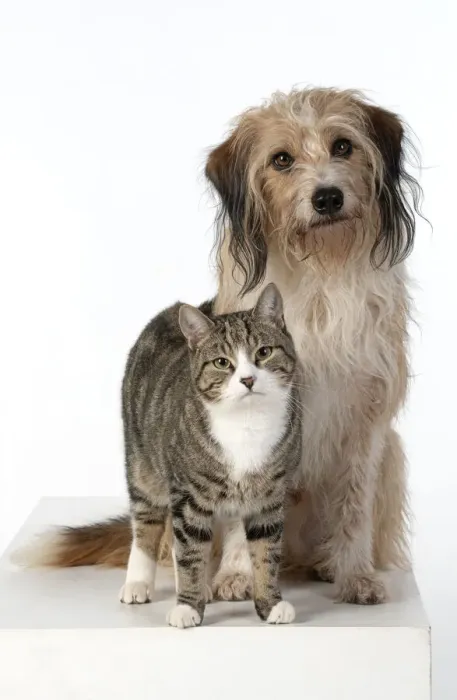 Framed Print : 13131444. DOG and CAT, cross breed dog sitting with a cat, studio, white background Date