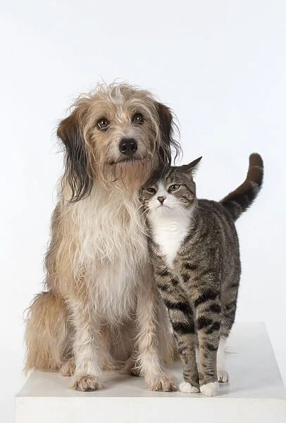 13131446. DOG & CAT, cross breed dog sitting with a cat, studio, white background Date