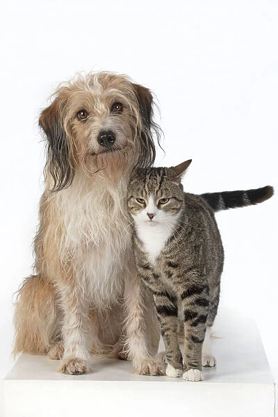 13131447. DOG & CAT, cross breed dog sitting with a cat, studio, white background Date