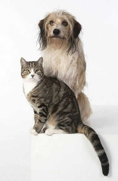 13131448. DOG & CAT, cross breed dog sitting with a cat, studio, white background Date