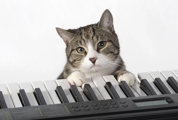 13131449. CAT. sitting at piano keyboard, paws on keys, studio, white background Date