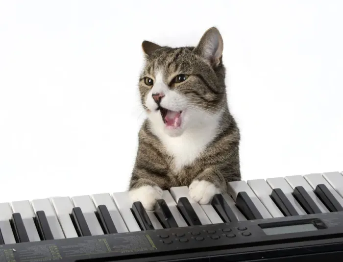 Framed Print : 13131450. CAT. sitting at piano keyboard, paws on keys, studio, white background Date Framed Print : 13131450. CAT. sitting at piano keyboard, paws on keys, studio, white background Date