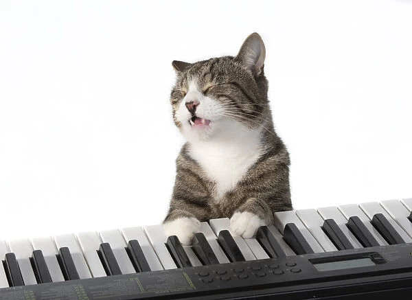 13131451. CAT. sitting at piano keyboard, paws on keys, studio, white background Date