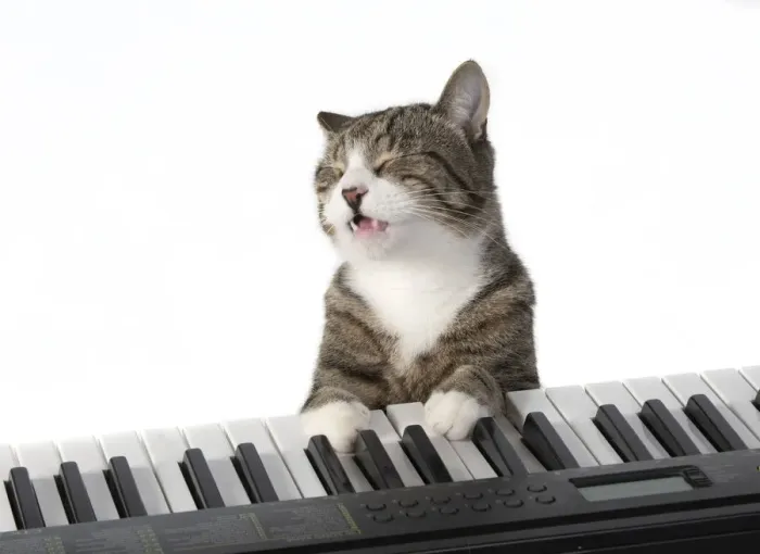 Framed Print : 13131451. CAT. sitting at piano keyboard, paws on keys, studio, white background Date Framed Print : 13131451. CAT. sitting at piano keyboard, paws on keys, studio, white background Date