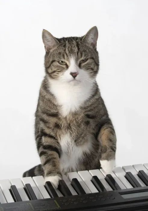 Framed Print : 13131452. CAT. sitting at piano keyboard, paws on keys, studio, white background Date Framed Print : 13131452. CAT. sitting at piano keyboard, paws on keys, studio, white background Date