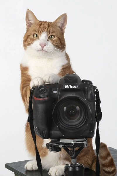 13131454. Ginger cat sitting on a camera Date