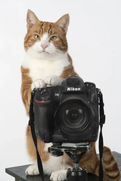 Framed Print : 13131454. Ginger cat sitting on a camera Date Framed Print : 13131454. Ginger cat sitting on a camera Date