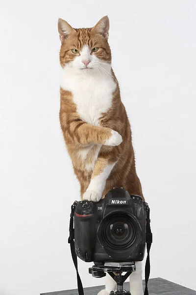13131455. Ginger cat sitting on a camera Date