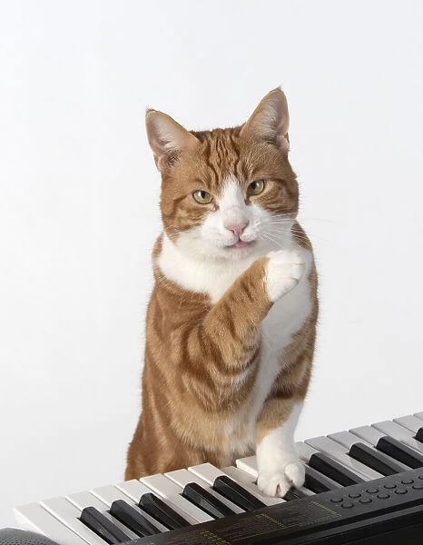 13131456. CAT. sitting at piano keyboard, paws on keys, studio, white background Date