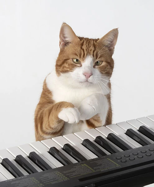 13131457. CAT. sitting at piano keyboard, paws on keys, studio, white background Date