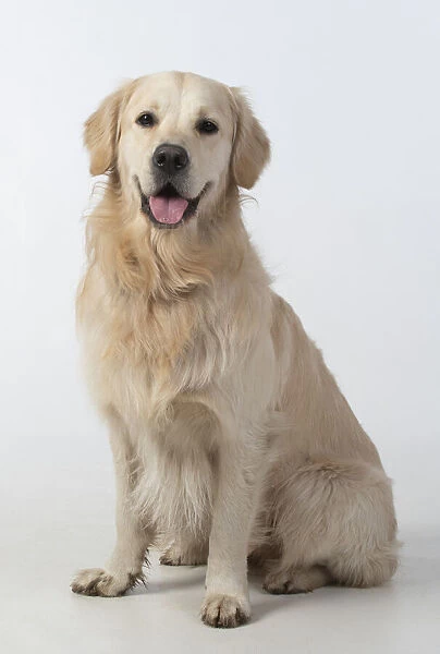 13131459. DOG. Golden Retriever, sitting looking at camera, studio, white background Date