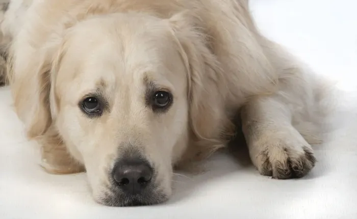 Framed Print : 13131460. DOG. Golden Retriever, laying down, sad eyes, studio, white background Date Framed Print : 13131460. DOG. Golden Retriever, laying down, sad eyes, studio, white background Date