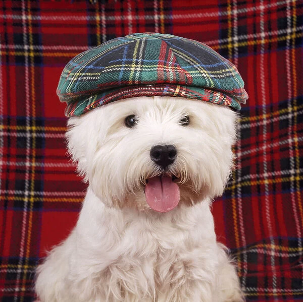 13131462. West Highland White Terrier Dog - puppy wearing tartan hat Date