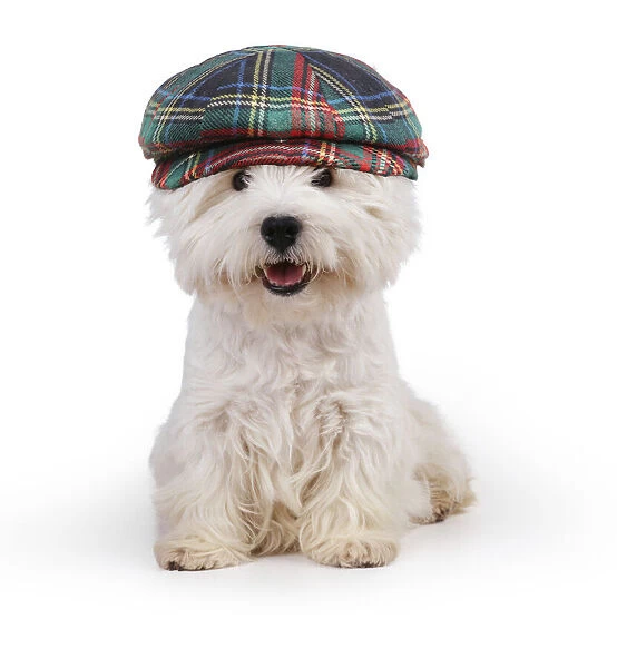 13131463. West Highland White Terrier Dog wearing tartan hat Date