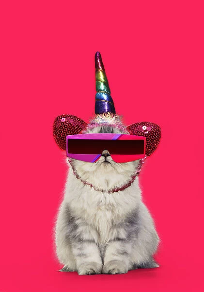 13131464. Persian Tortoiseshell Cameo Cat, grumpy kitten wearing futuristic sunglasses