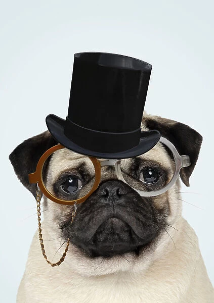 13131471. Fawn Pug Dog, wearing monocle and top hat glasses Date