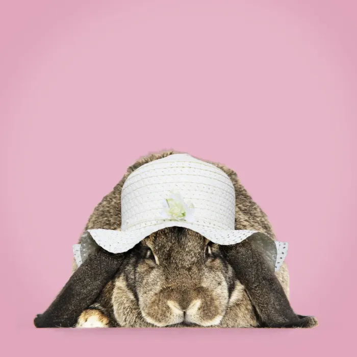 Framed Print : 13131472. Rabbit. French lop ( agouti ) wearing Easter bonnet Date Framed Print : 13131472. Rabbit. French lop ( agouti ) wearing Easter bonnet Date