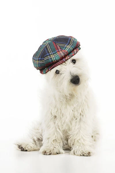 13131473. DOG.West highland white terrier puppy wearing tartan hat Date