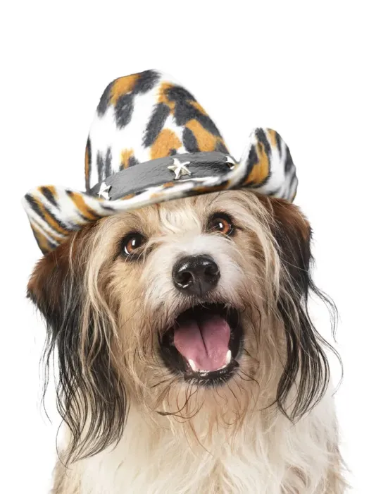 Framed Print : 13131477. Cross Breed Dog, mouth open, wearing cowboy hat Date Framed Print : 13131477. Cross Breed Dog, mouth open, wearing cowboy hat Date