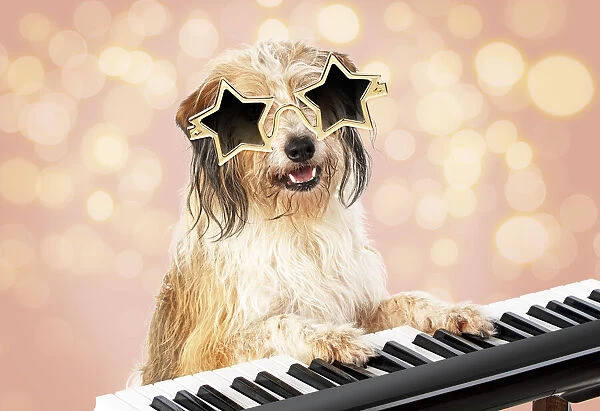 13131478. Cross breed Dog, star sunglasses on sitting at a piano  /  keyboard